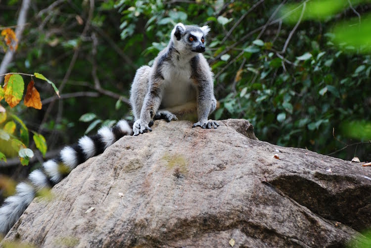Madagascar dieren maki