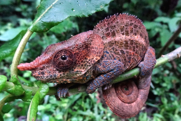 Madagascar eiland dieren salamander