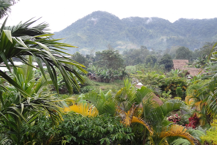 Madagascar jungle