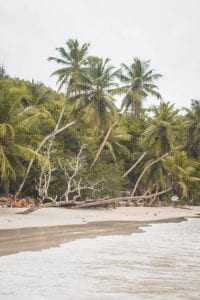 Mahe vakantie palmbomenstrand Surfers Beach Seychellen