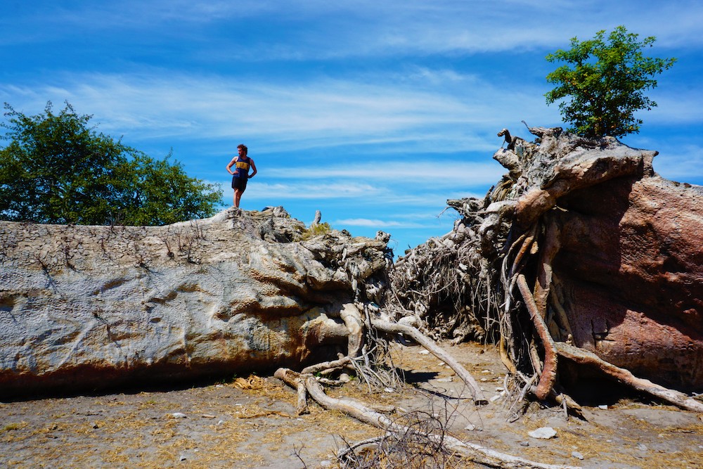 Makgadikgadi Botswana Chapman's Baobab