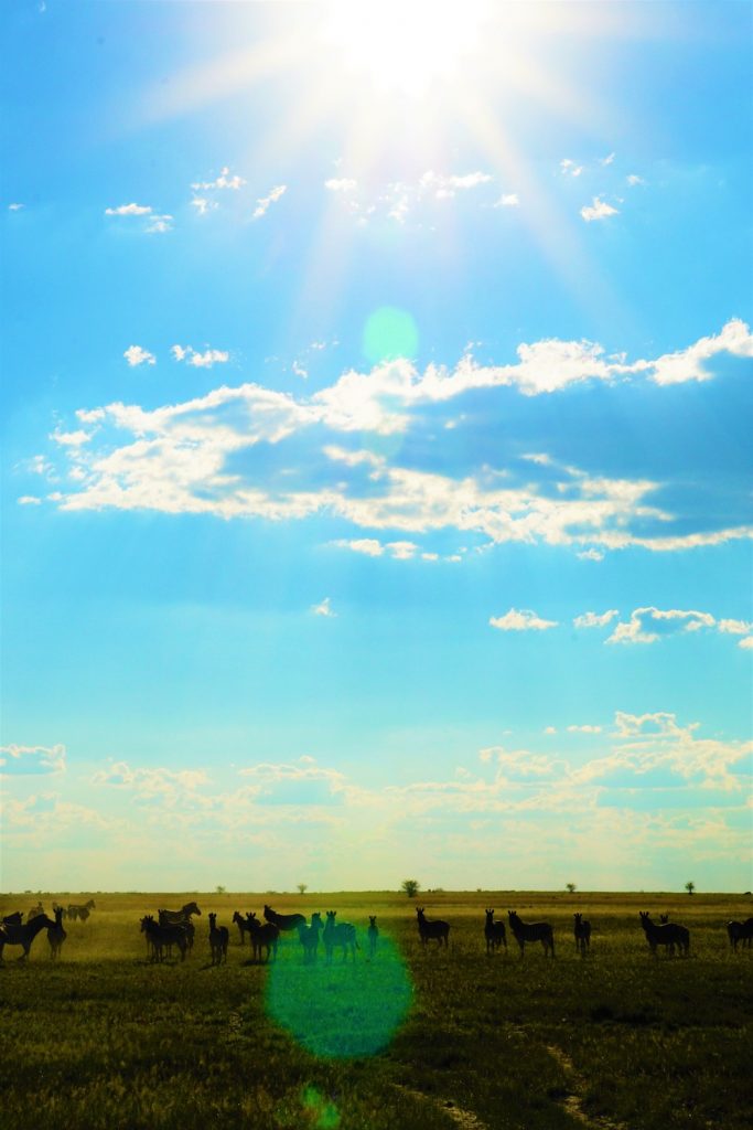 Makgadikgadi botswana zebra migratie