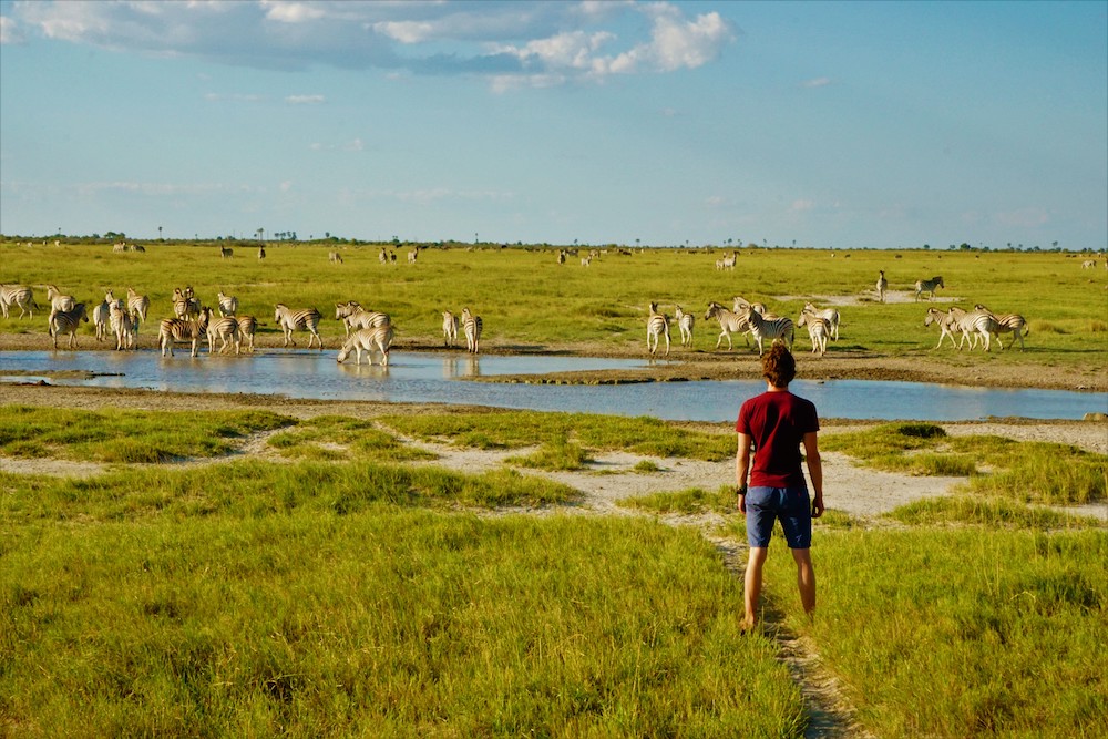 Makgadikgadi zebra migratie Botswana