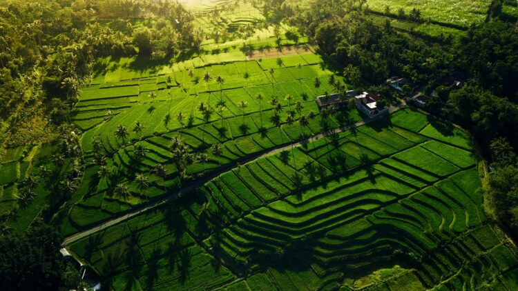 Theevelden Bukit Kuneer Malang