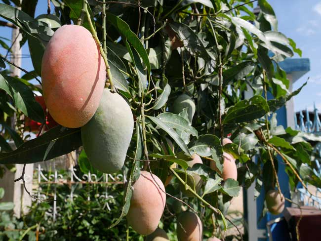 Myanmar Inle Meer mango