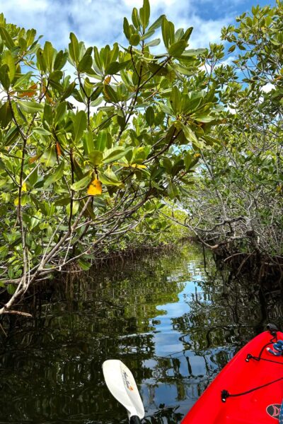 Mangrove vanuit de kano, Everglades NP