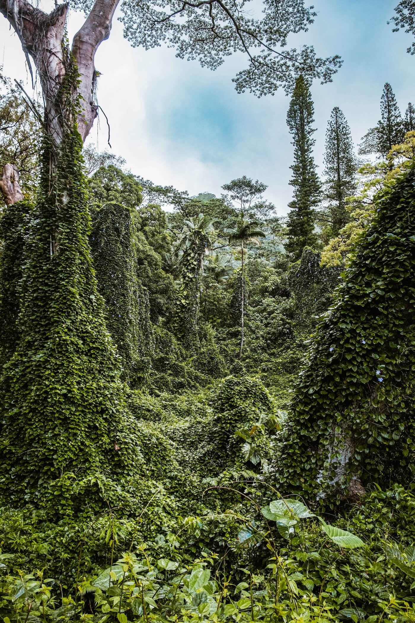 Manoa Valley Hawaii