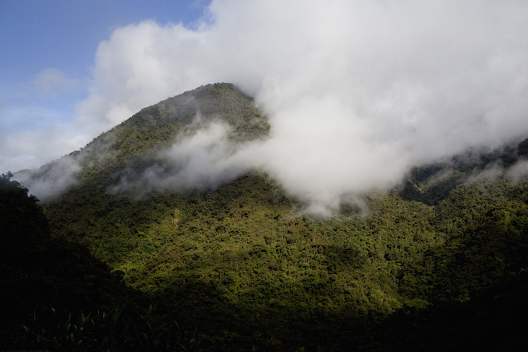 Manu park peru