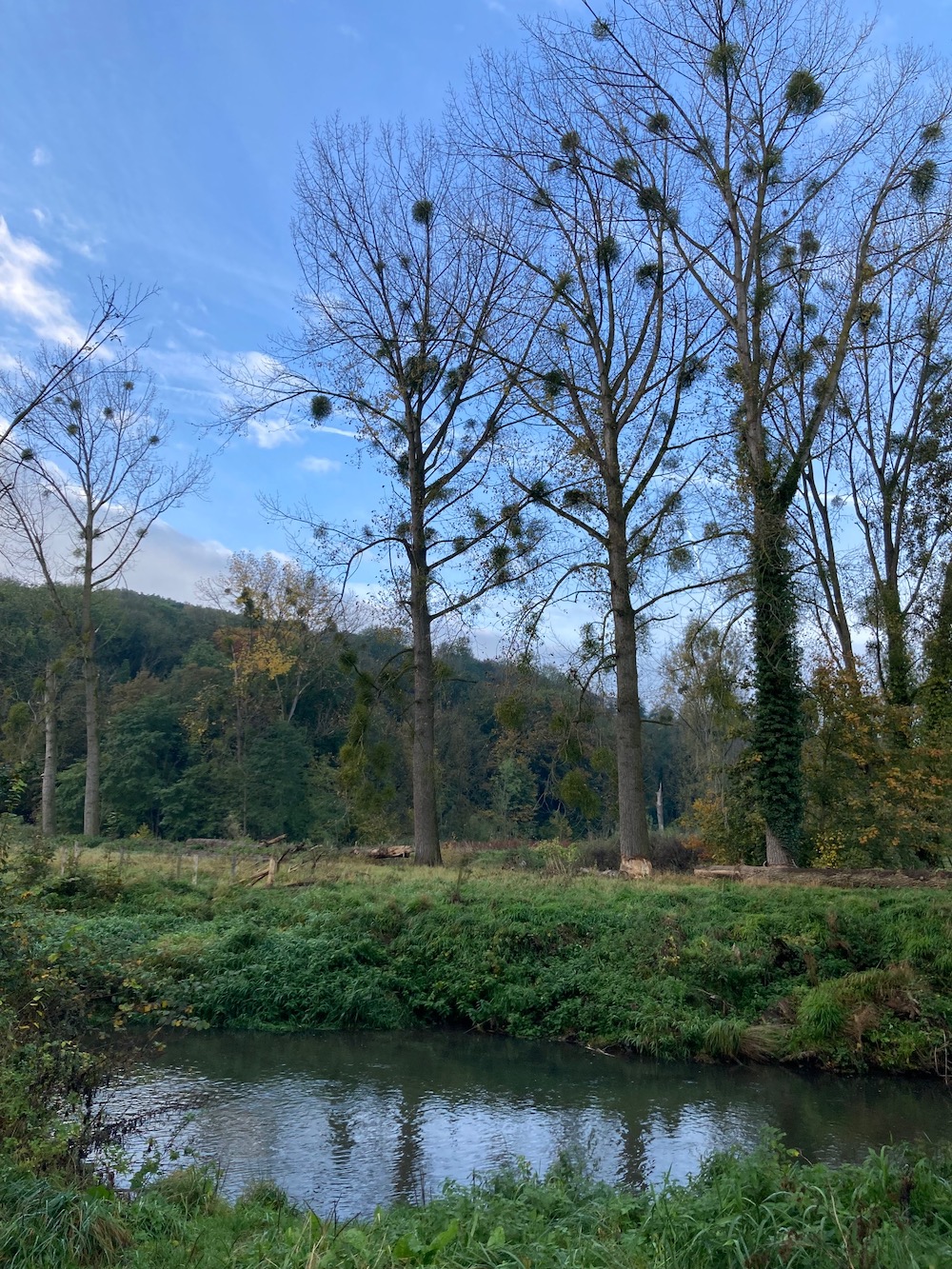 Maretakken in de bomen, Geuldal