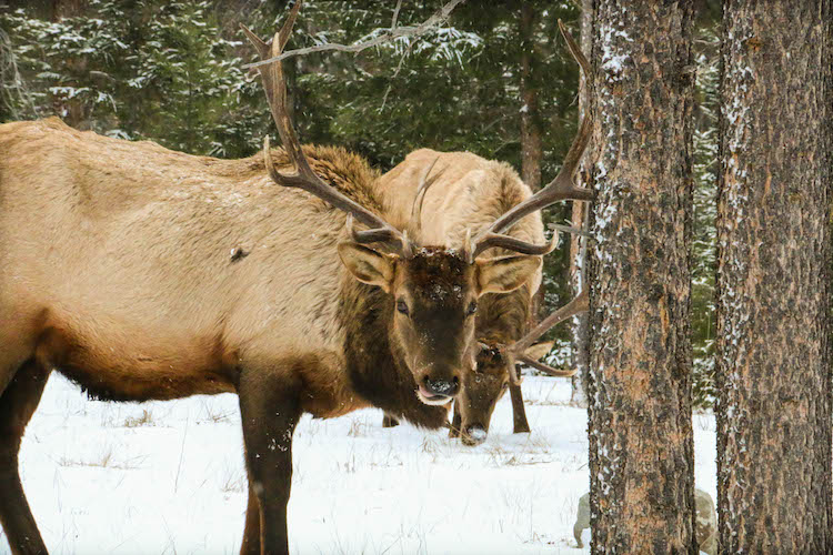 Marmot Basin Wildlife canadian rockies wintersport