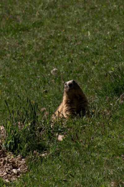 Marmot Franse Alpen