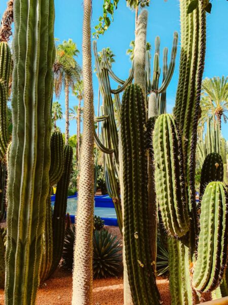 Marokko cactus