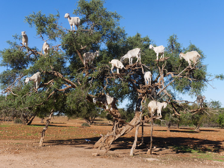 Marrakech omgeving geiten in de boom