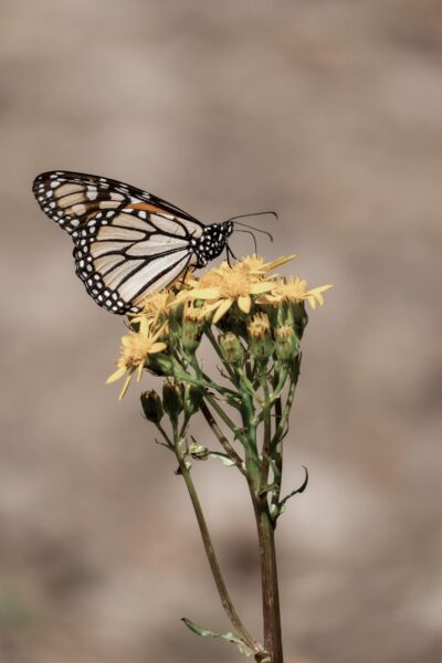 Mexico Monarch vlinder op bloem