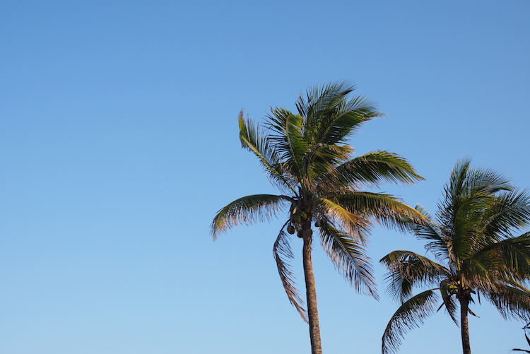 Vagabond motel palmbomen