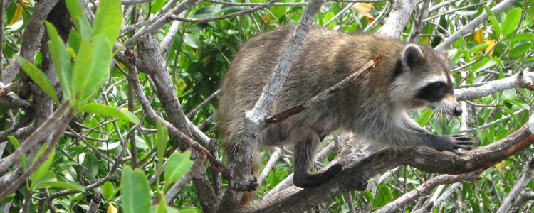 Miami tips dieren spotten