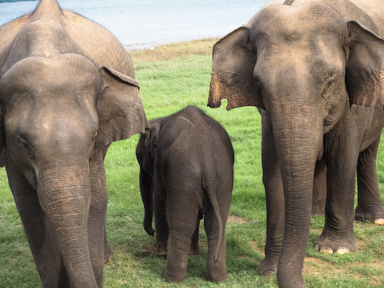 Minneriya-National-Park-baby-olifant