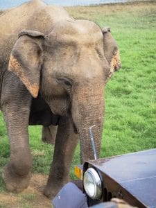 Minneriya-National-Park-jeep-safari-olifanten