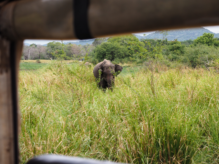 Minneriya-National-Park-olifant-vanuit-jeep