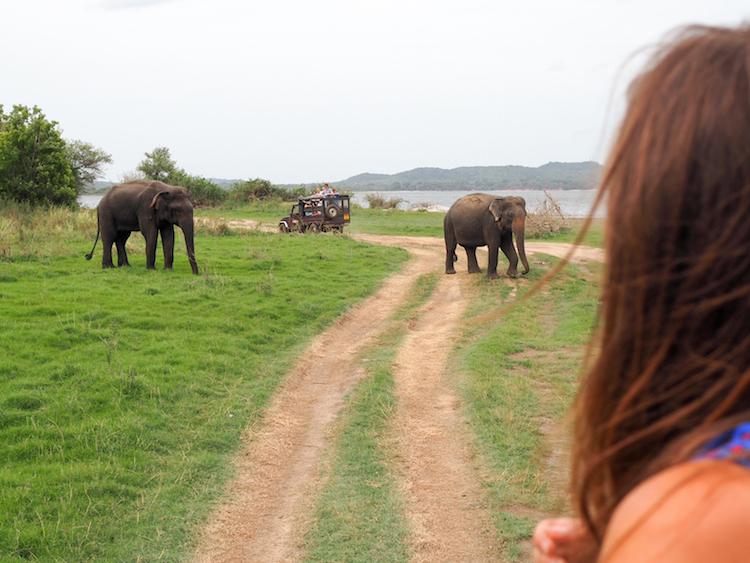 Minneriya national park wilde olifanten jeep safari