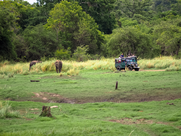 Minneriya national park wilde olifanten jeepsafari