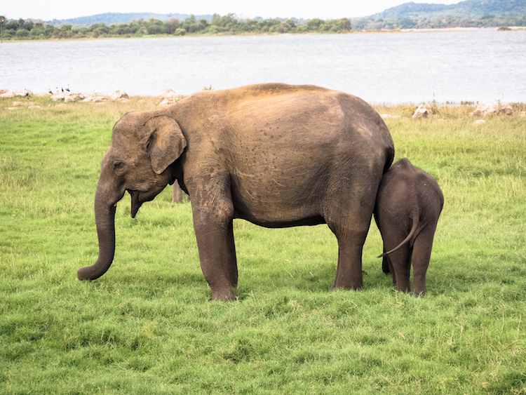 Minneriya national park wilde olifanten