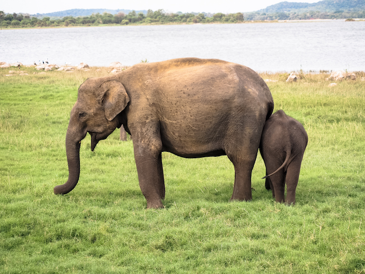 Minneriya national park wilde olifanten