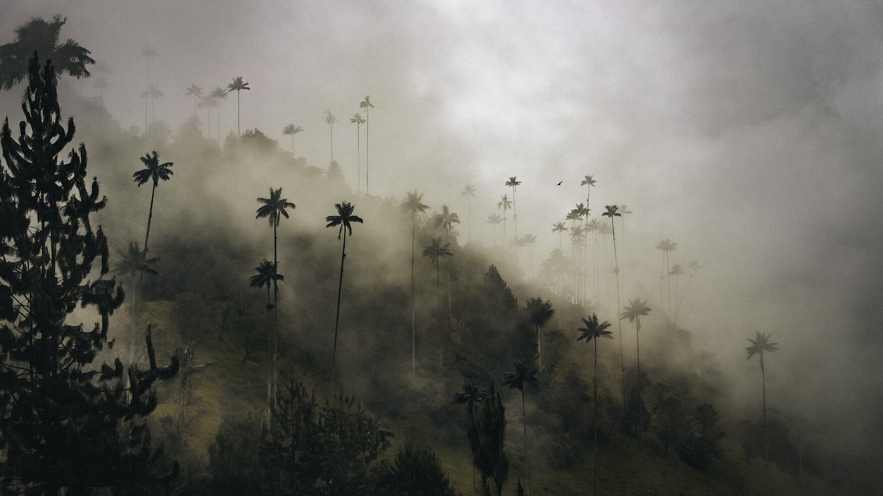 Mistige palmbomen Colombia