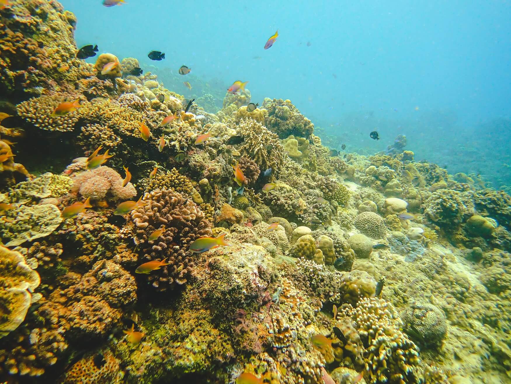Moalboal onderwaterwereld Visayas