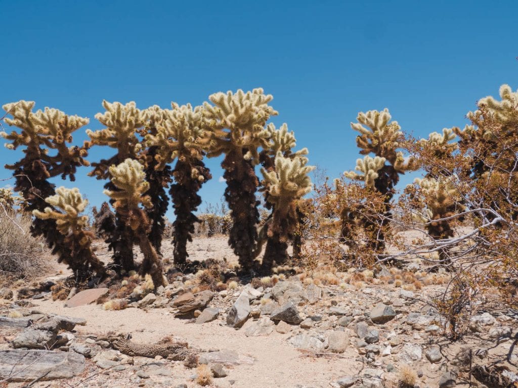 Mojave woestijn joshua tree bomen