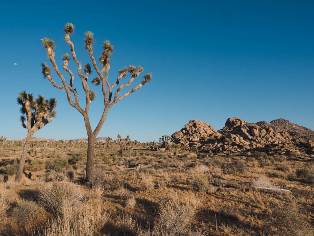 Mojave woestijn joshua tree boom