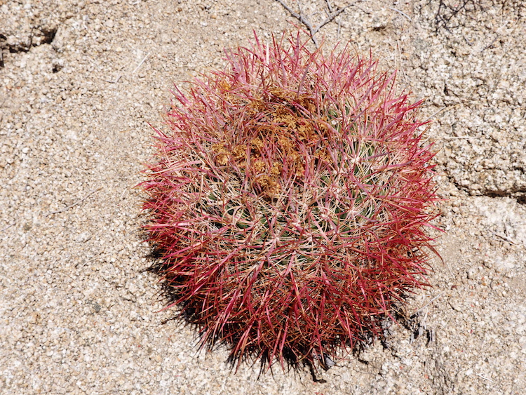 Mojave woestijn cactus joshua tree