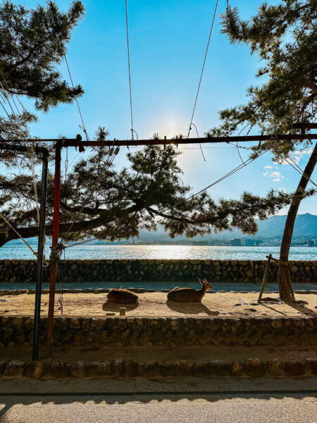 Momijidani Park Miyajima