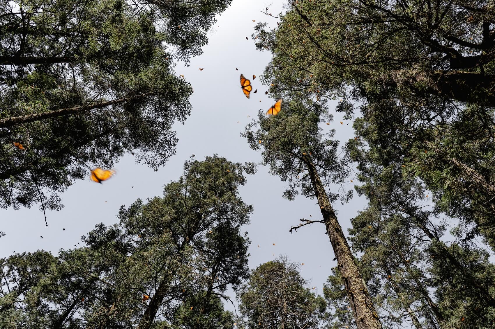 Monarch Butterfly Migration in Mexico