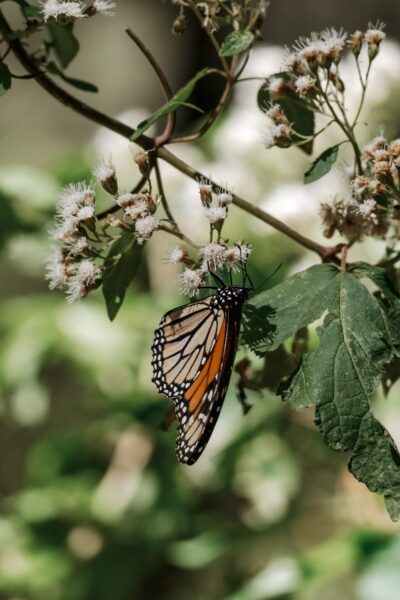Monarch Butterfly Migration, vlinder in Mexico