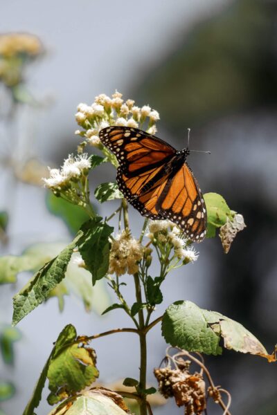 Monarch vlinder Mexico