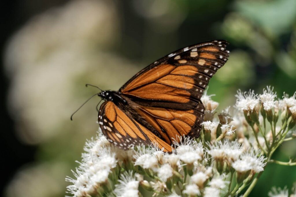 Monarch vlinder in Mexico