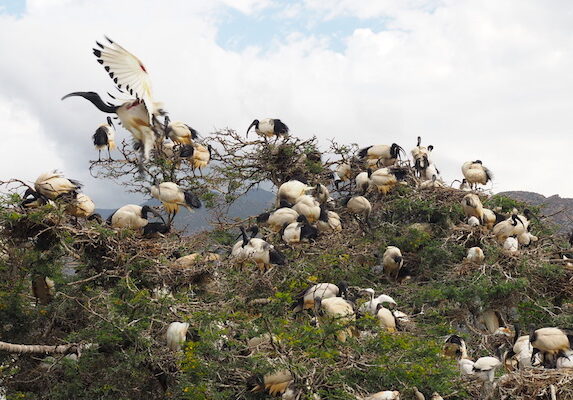 Montagu ibis