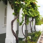 Montagu huizen