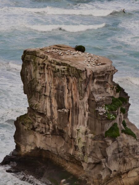 Muriwai, jan-van-genten op rots
