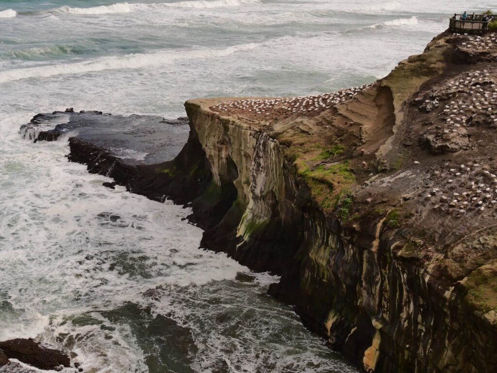 Muriwai kust met vogels