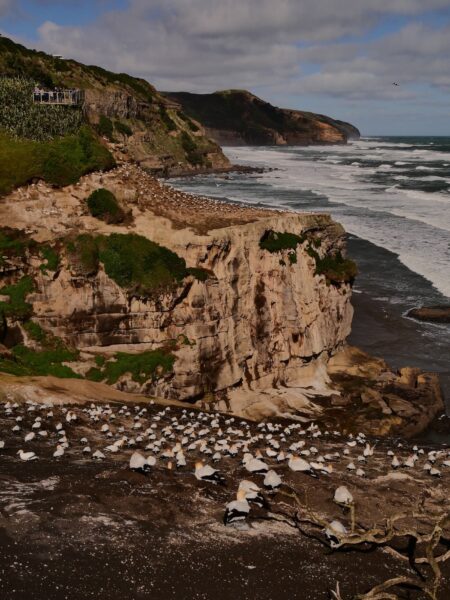 Muriwai rotskust