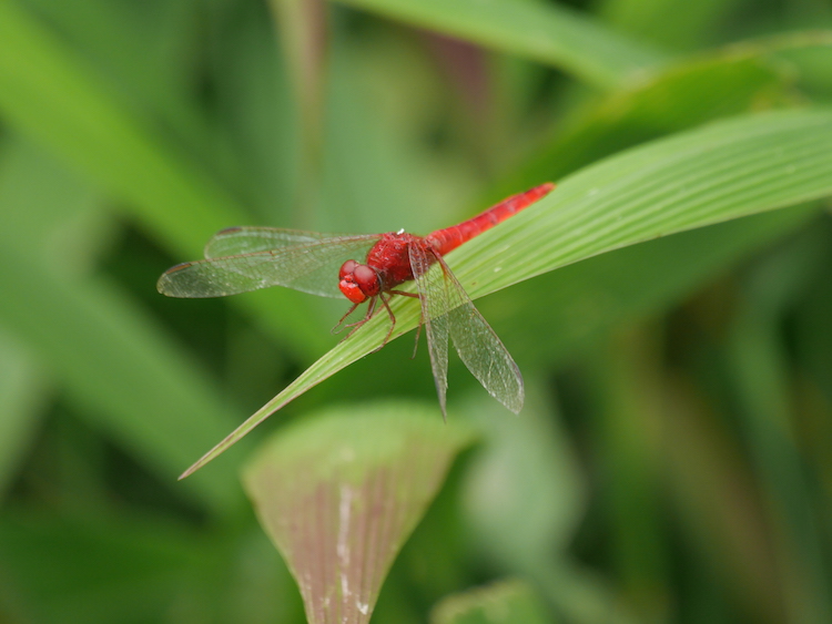 Myanmar natuur
