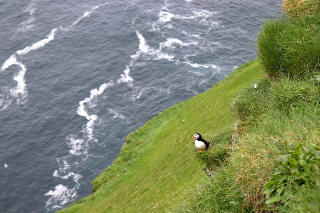 Mykines wildlife Faroer Eilanden