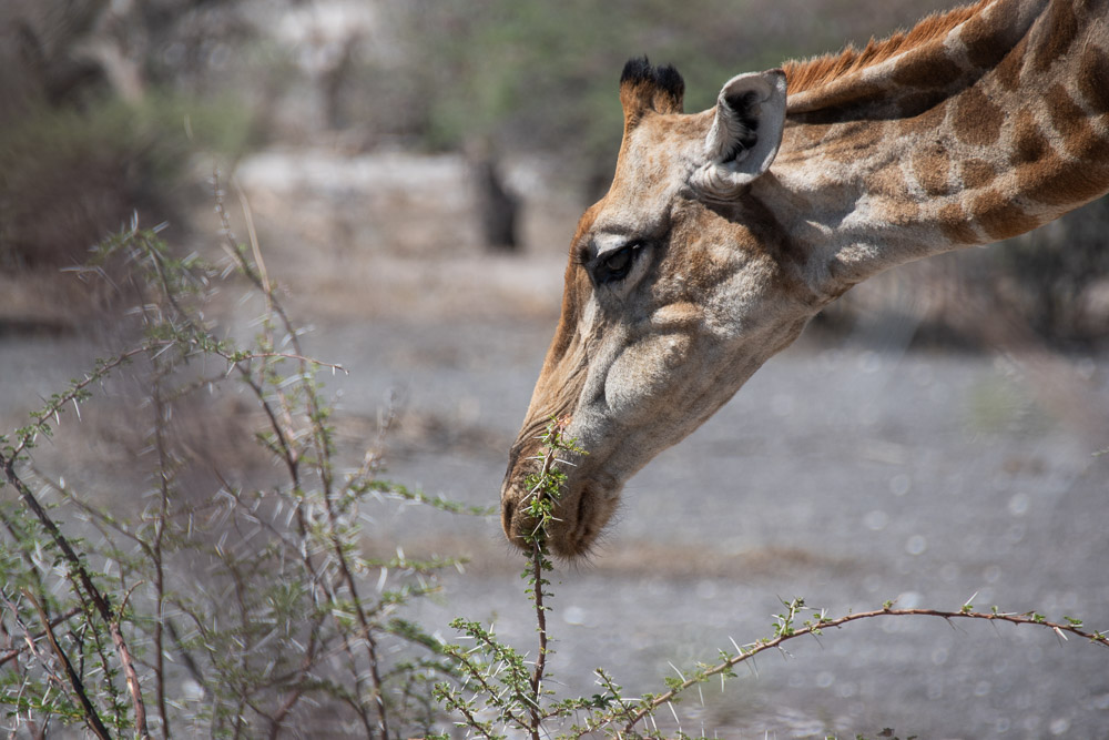 Namibie Etosha National Park dieren