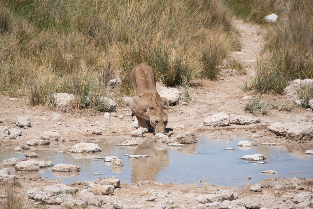 Namibie Etosha National Park leeuw drinken