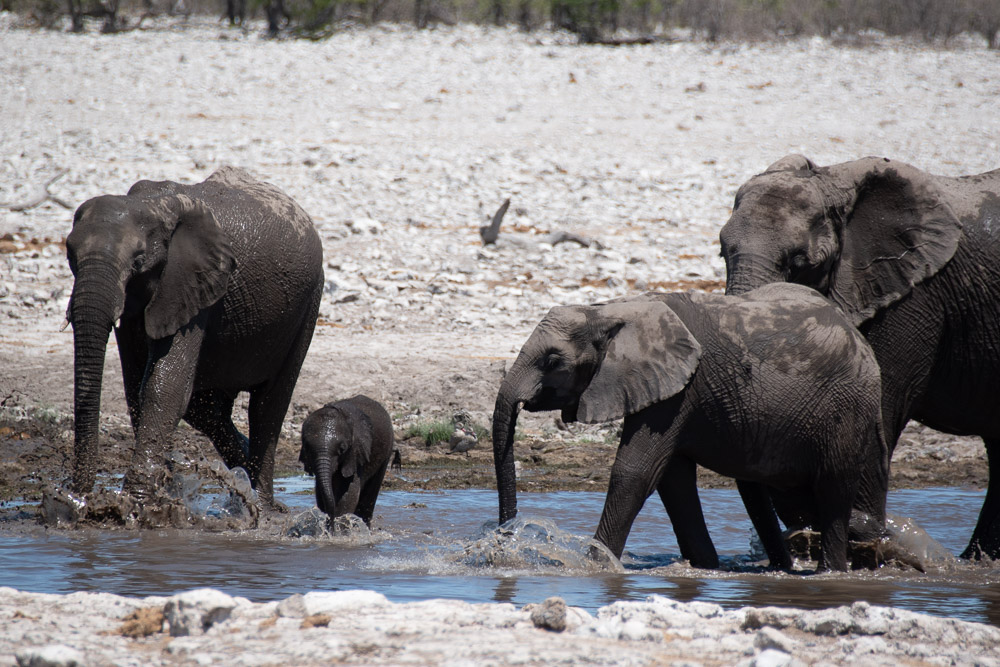 Namibie Etosha National Park olifant