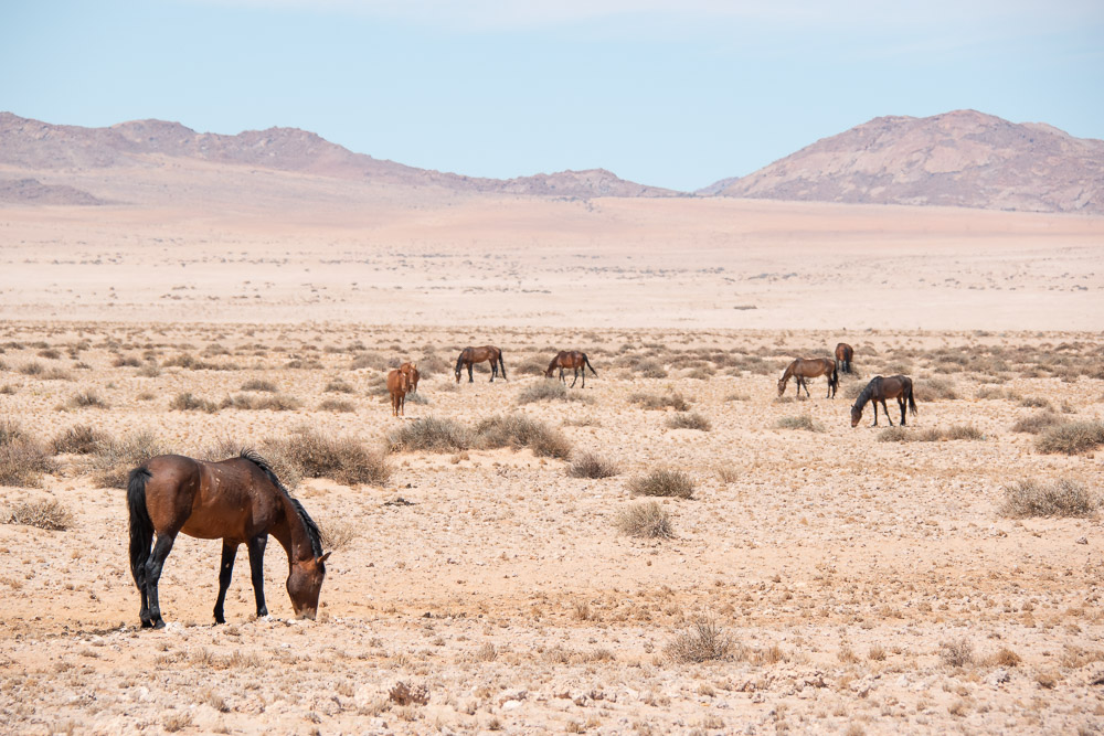Namibie aus wilde paarden-2