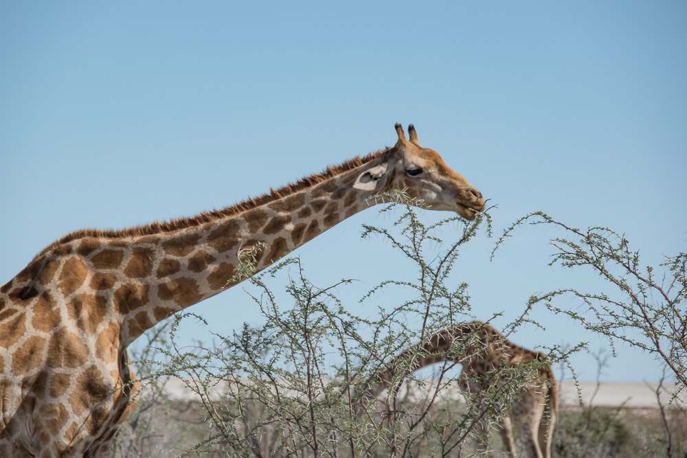 Namibie rondreis route Etosha national park