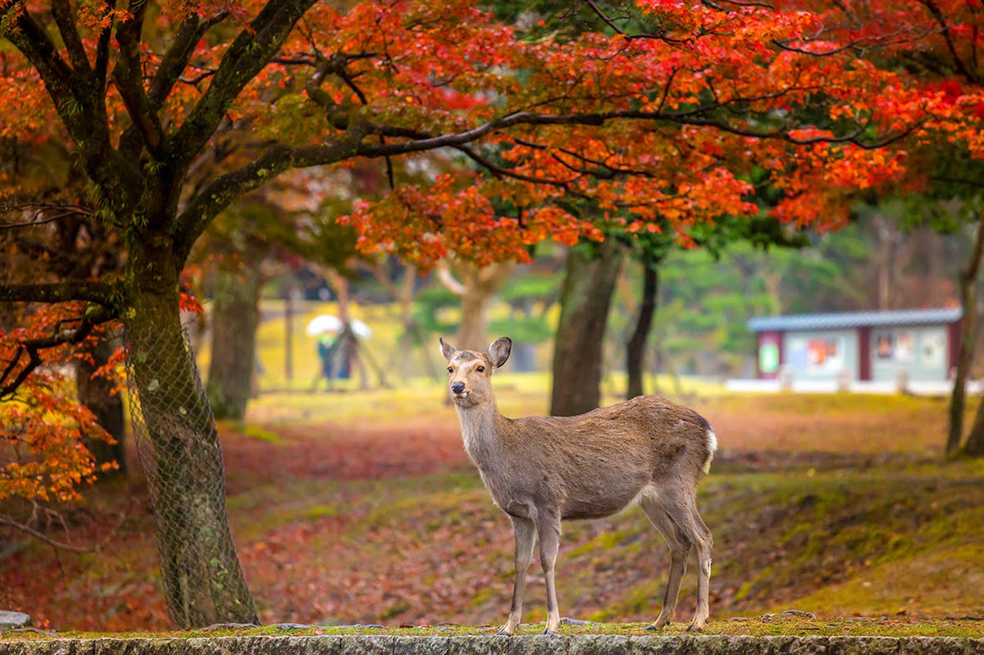 bezienswaardigheden Nara Japan